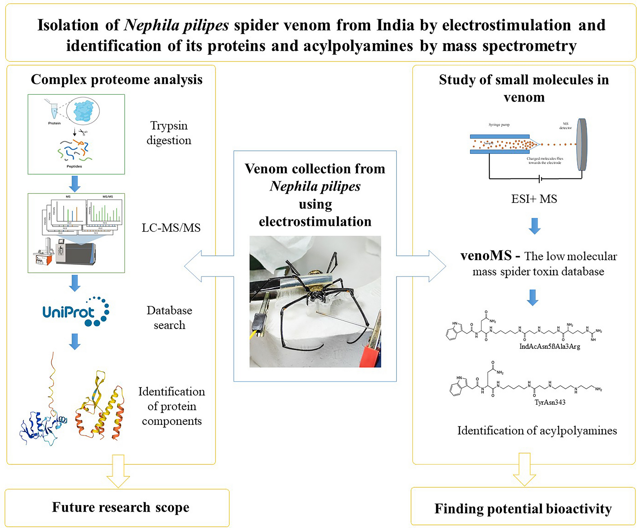 Isolation of  Spider Venom from India by Electrostimulation and Identification of its Proteins and Acylpolyamines by Mass Spectrometry
