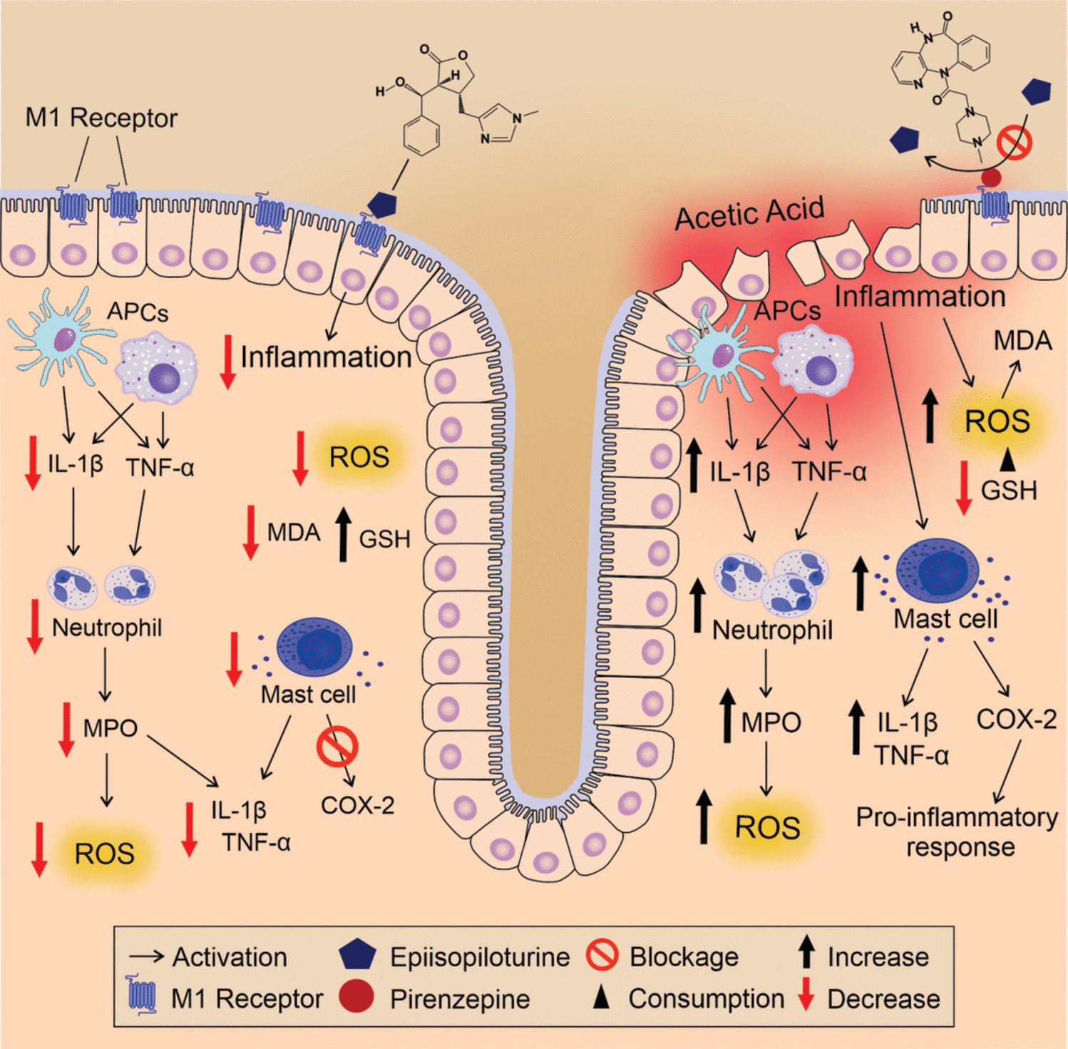 Epiisopiloturine Attenuates the Pro-inflammatory Effects of Experimental Colitis Through the M1 Muscarinic Acetylcholine Receptor