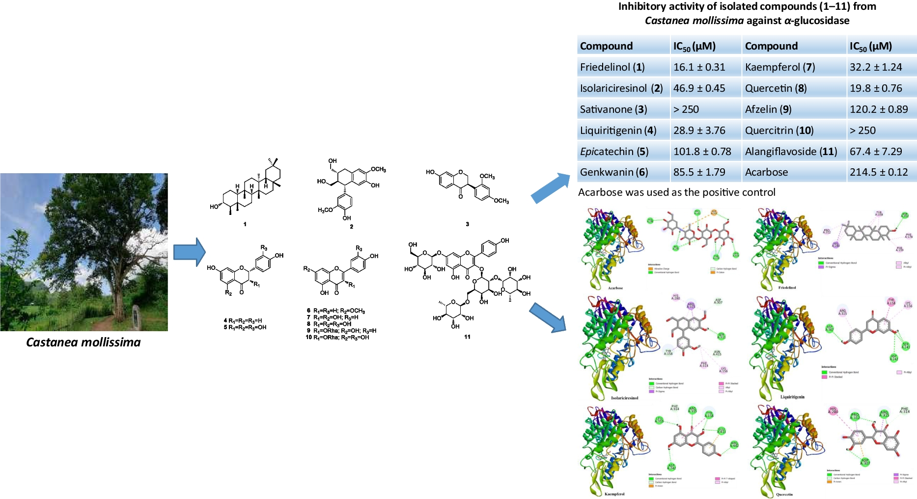 α-Glucosidase Inhibitors From : An  and  Study