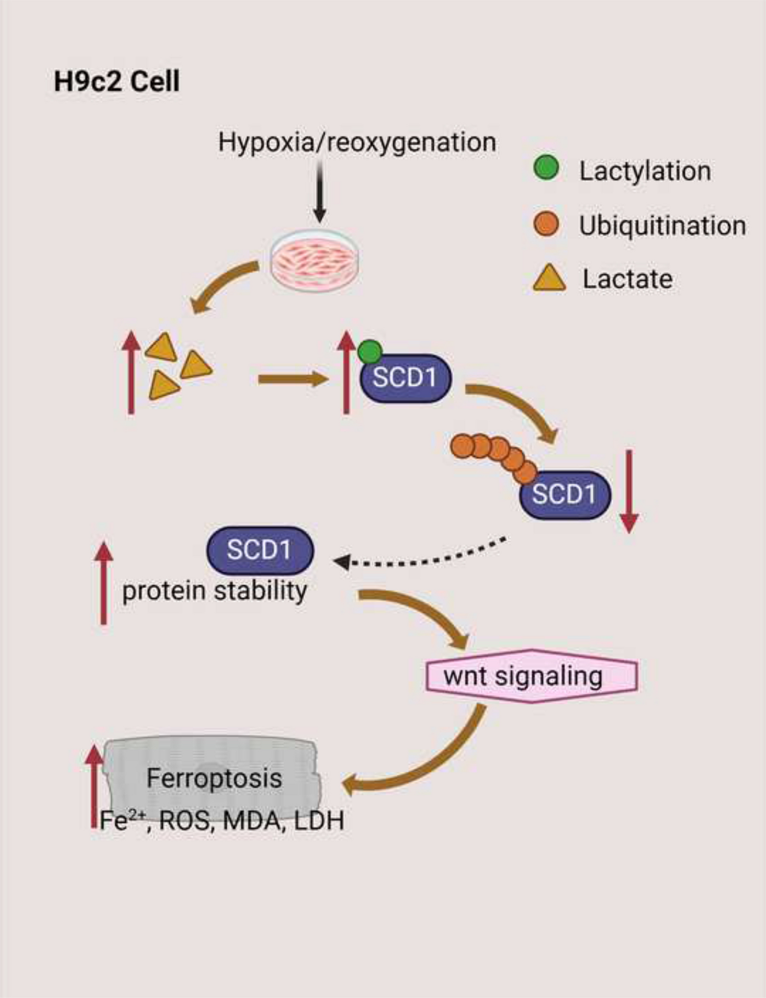 Lacylation of Stearoyl-CoA Desaturase-1 Contributes to the Myocardial Ischemia–Reperfusion Injury Through Regulating Wnt/β-Catenin Signaling
