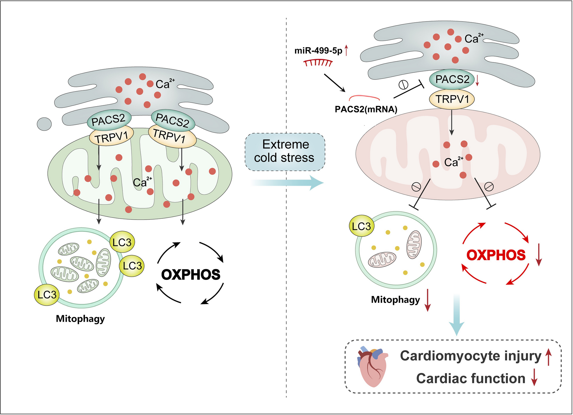 MiR-499-5P/PACS2/TRPV1 Axis Maintains Mitochondrial Homeostasis and Left Ventricular Function after Extreme Cold Stress