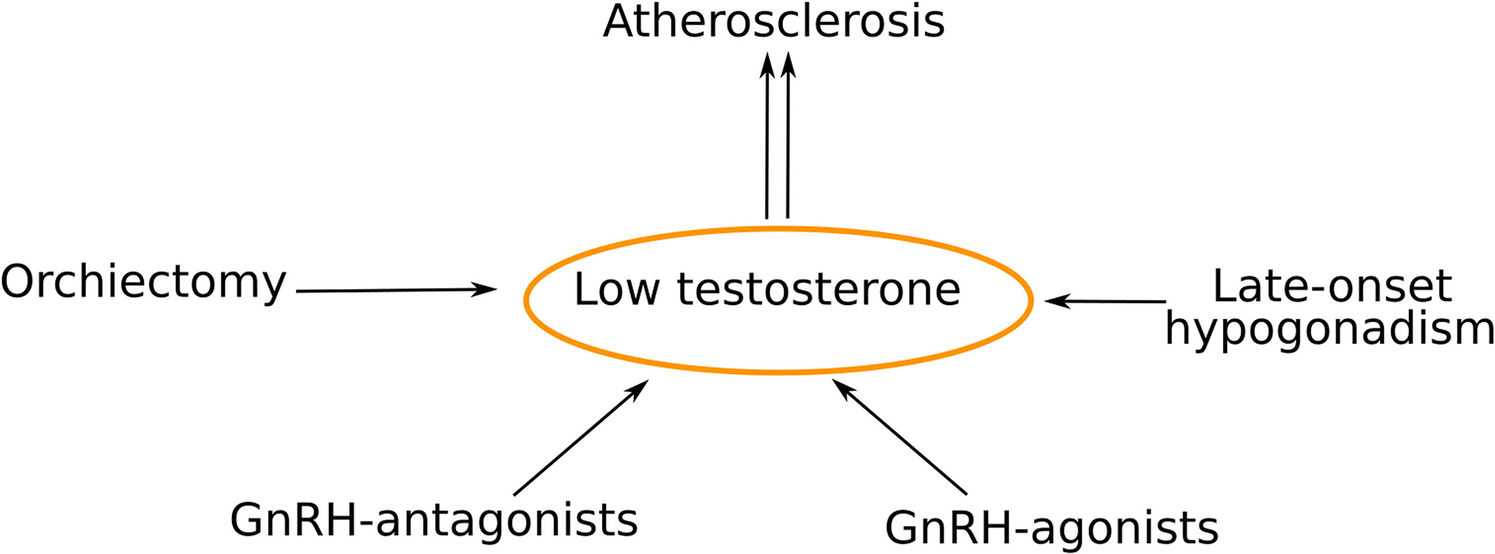 The Role of Testosterone in Atherosclerosis: View From Cell Cultures and Animal Models
