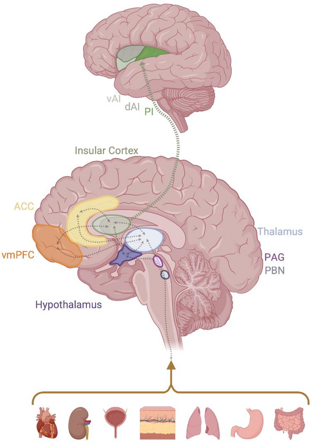 Neural correlates of altered interoception in depressive and anxiety disorders: a systematic review and meta-analysis