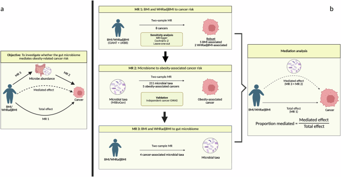 Relationship between the microbiome and obesity-associated cancer risk using Mendelian randomisation
