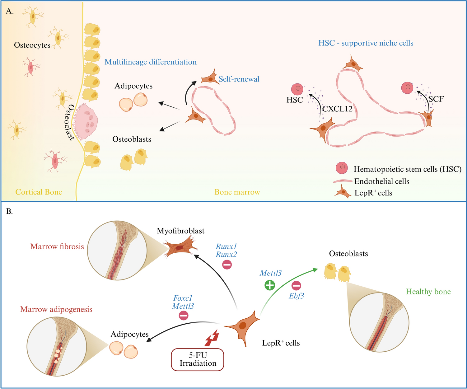 Multifunctional LepR⁺ skeletal stem/progenitor cells for bone and marrow homeostasis