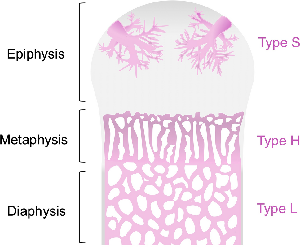 Endothelial diversity in bone vasculature coordinates osteogenesis and hematopoiesis