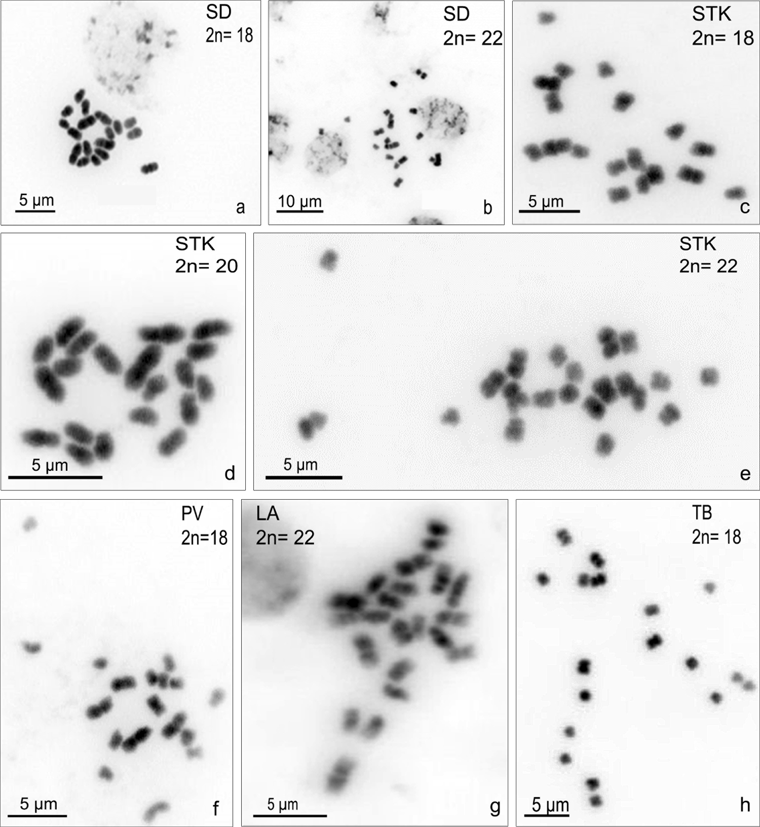 Mitotic karyotyping and FISH mapping of the gender-specific locus indicate an advanced XY system in