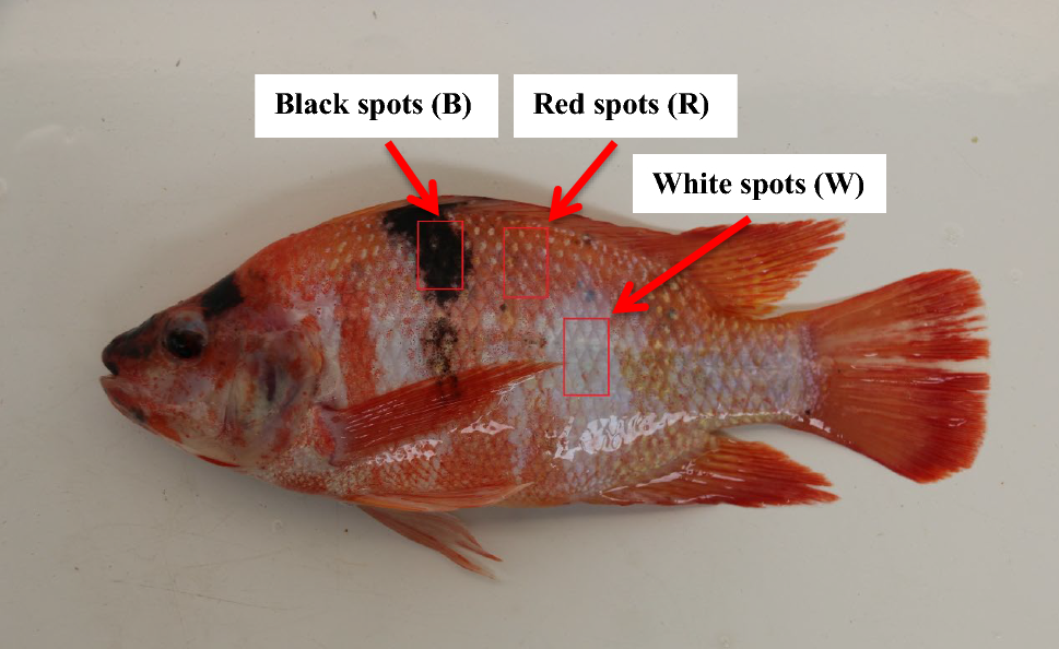 Full-length transcriptome sequencing and identification of skin colour-associated genes in red tilapia