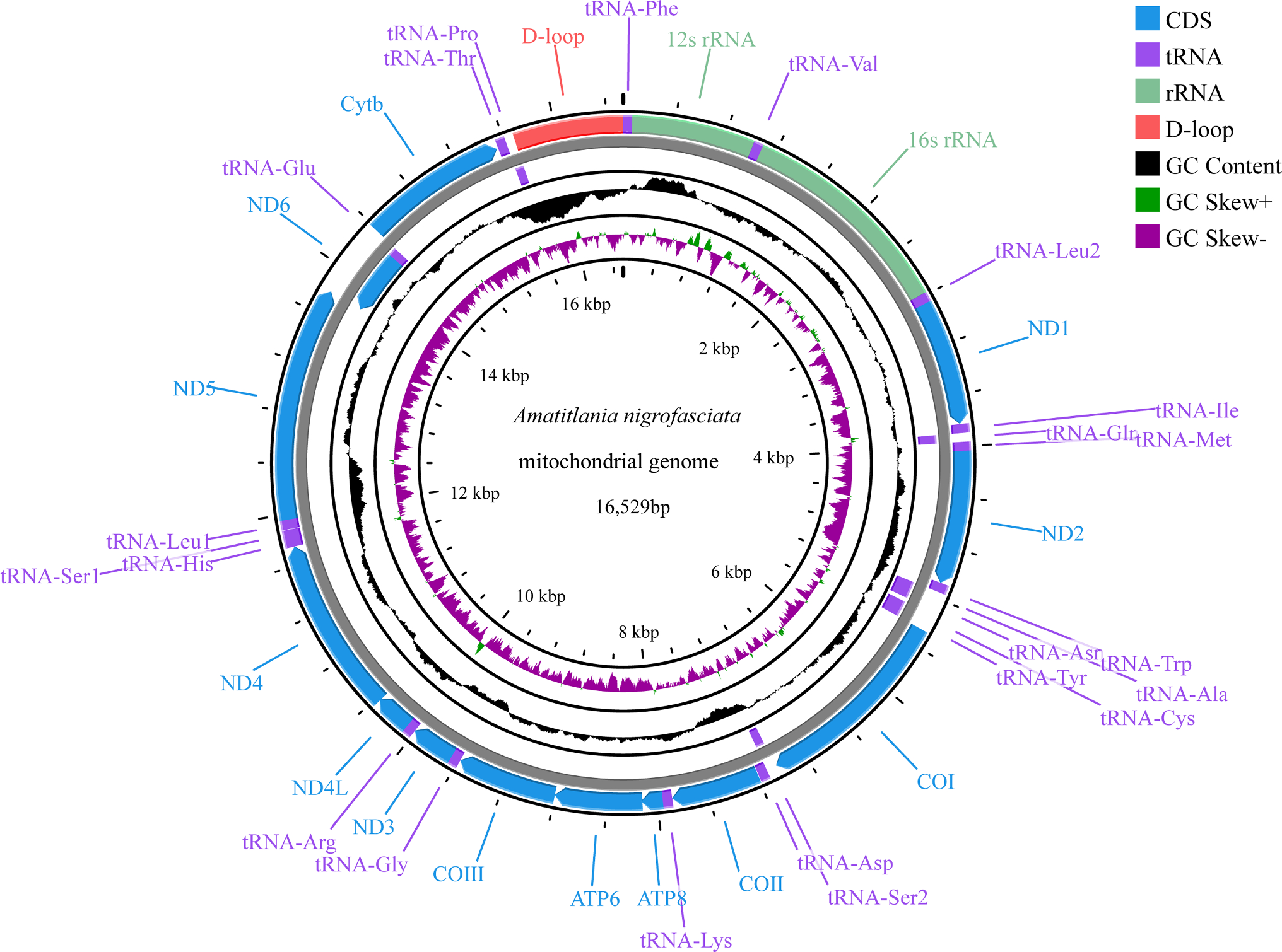 Characterization and phylogenetic analysis of the mitochondrial genome of  (Günther, 1867)