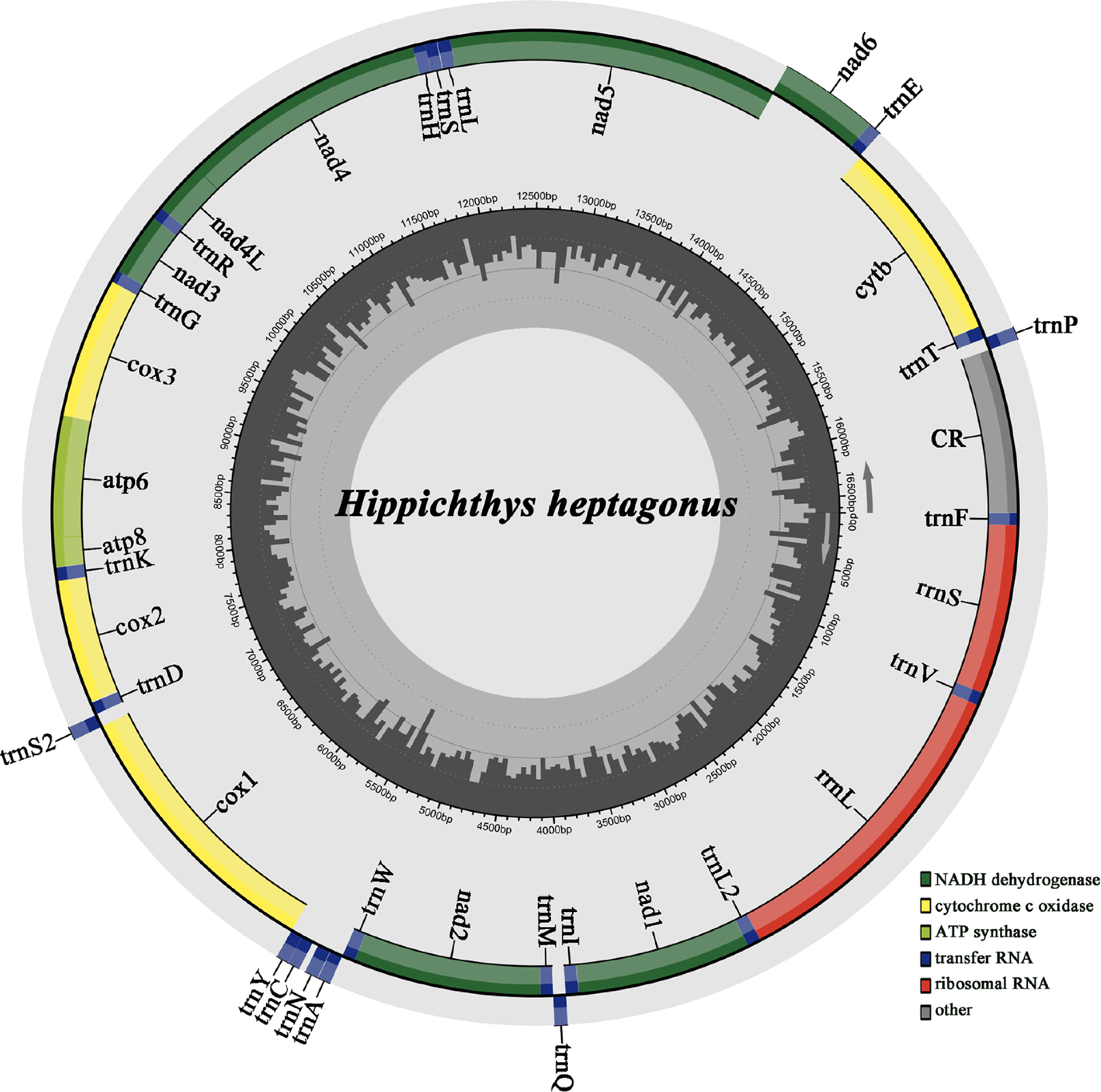 Mitochondrial genome sequence of  Bleeker, 1849 (Syngnathiformes, Syngnathidae) and its phylogenetic placement