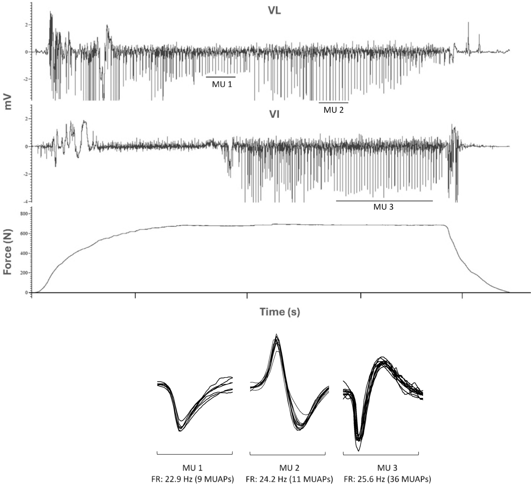Comparison of human motor unit firing rates in the vastus intermedius and vastus lateralis during isometric knee extension