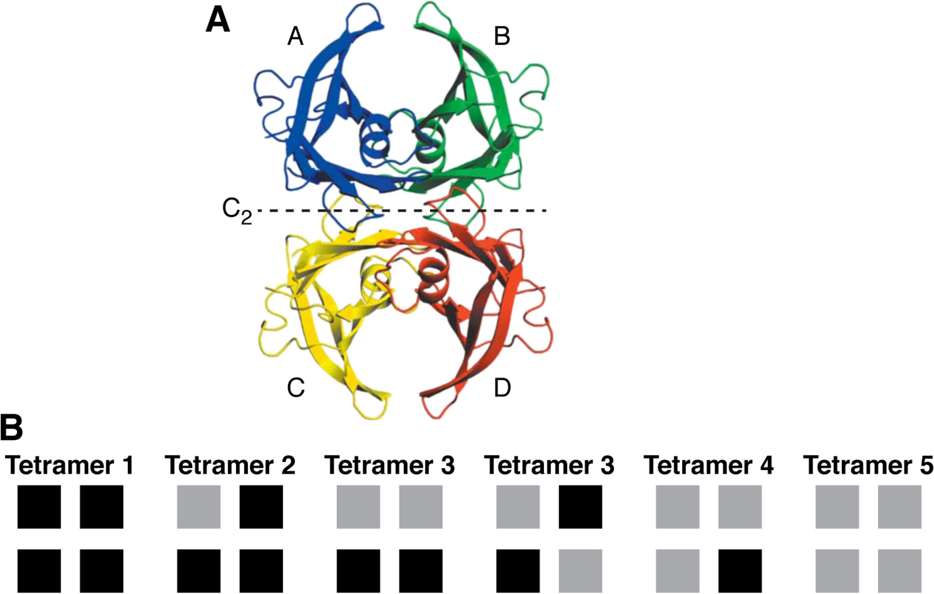 Transthyretin Kinetic Stabilizers for ATTR Amyloidosis: A Narrative Review of Mechanisms and Therapeutic Benefits
