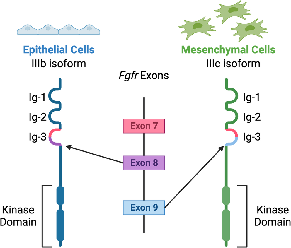 Breast Cancer Progression by the FGF/FGFR Axis: A Metabolic Perspective