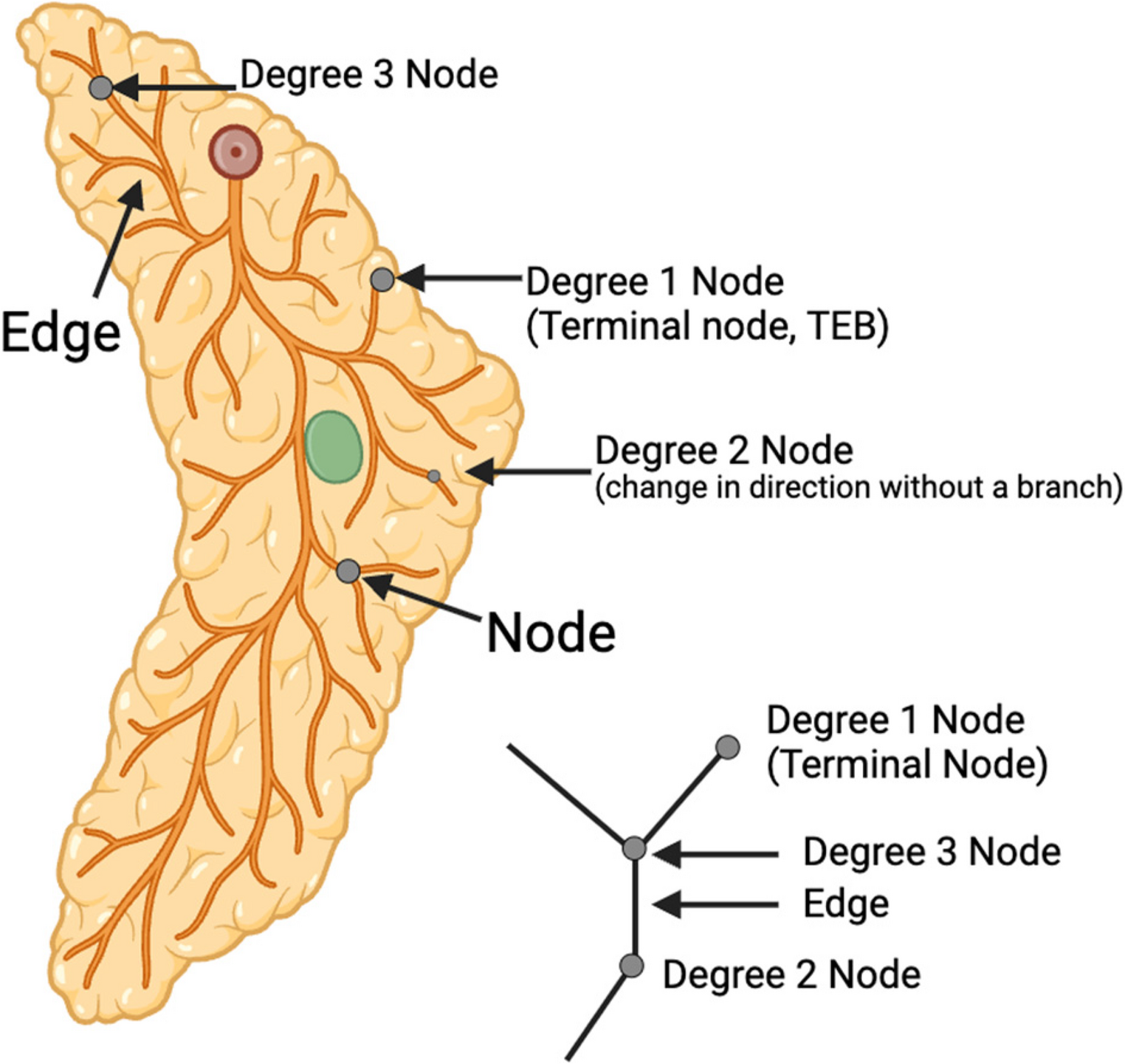 MaGNet: A Network-Based Method for Quantitative Analysis of the Mammary Ductal Tree in Developing Female Mice