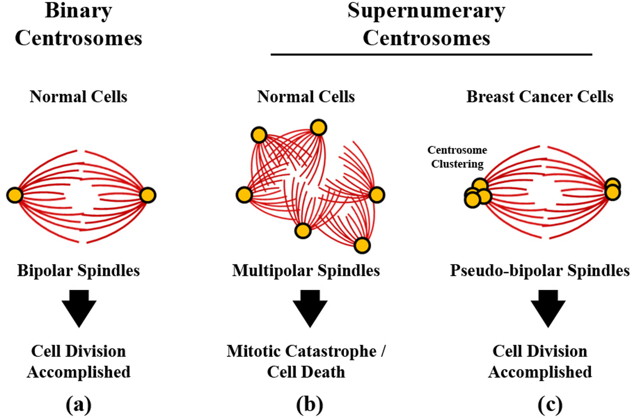 Does microtubule motor-mediated centrosomal dyshomeostasis confer chemoresistance in breast cancer?