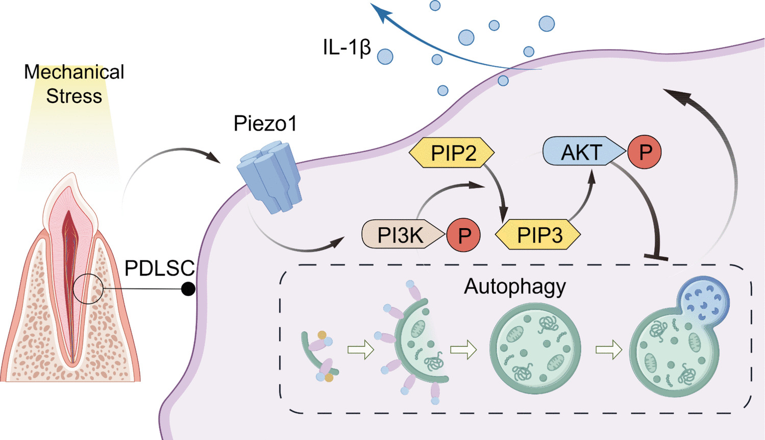Piezo1/PI3K-induced autophagy dysregulation in PDLSCs under mechanical stress during root resorption