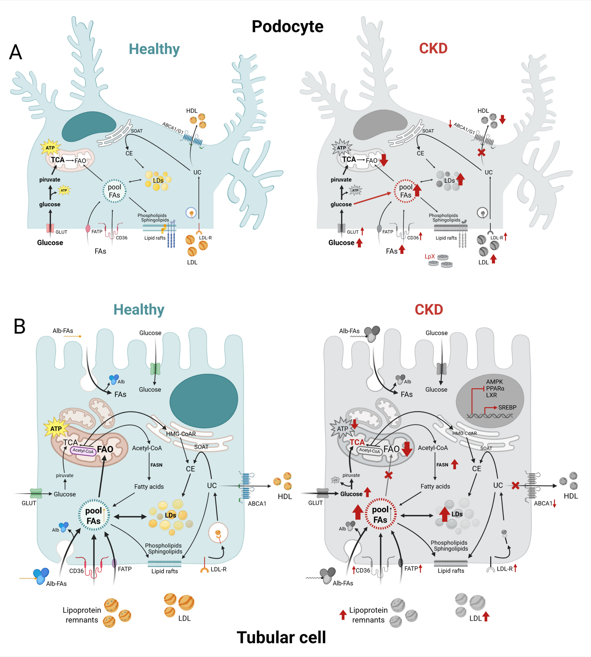 Lipids in kidney diseases: from systemic imbalance to intrarenal alterations of cellular lipid metabolism in rare and common kidney diseases