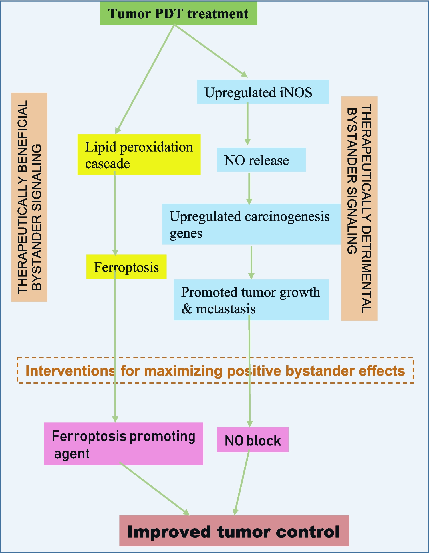Bystander effects in photodynamic therapy-treated tumors involve spatiotemporally extended ferroptosis