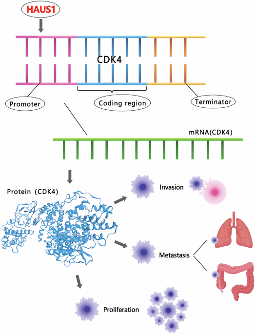 HAUS1-mediated activation of CDK4 transcription enhances proliferation, invasion and migration in hepatocellular carcinoma