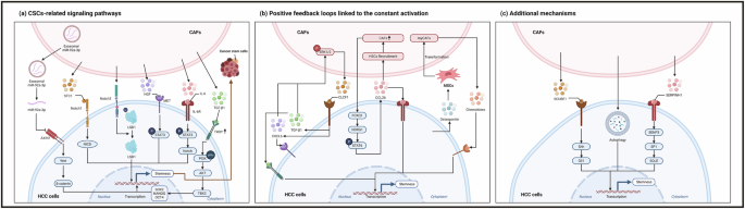 Pleiotropic mechanisms of cancer-associated fibroblast-mediated resistance in hepatocellular carcinoma: emerging therapeutic vulnerabilities and targeting strategies