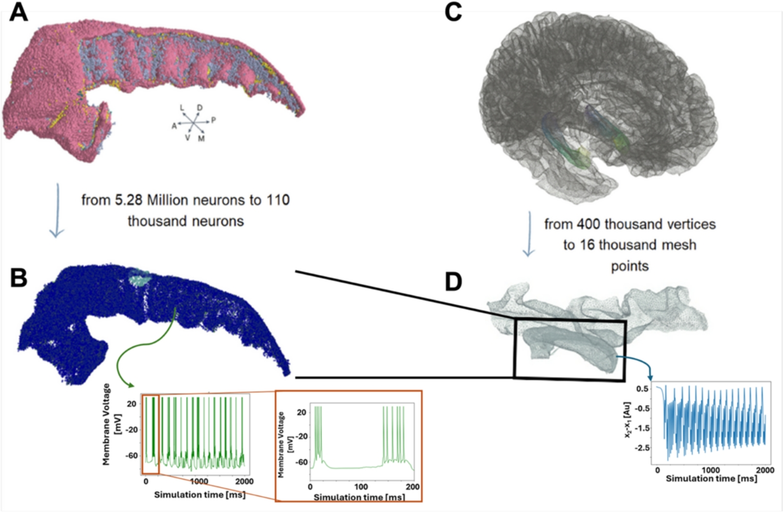 Co-simulation framework combining a microscopically detailed point neuron model of the hippocampal CA1 region with the macroscopic high-resolution virtual brain model