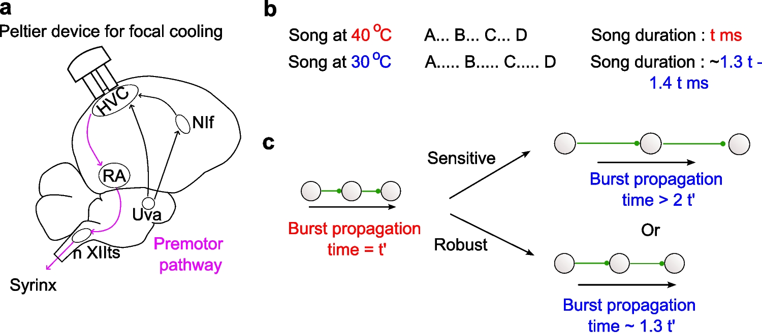 Temperature robustness of the timing network within songbird premotor nucleus HVC