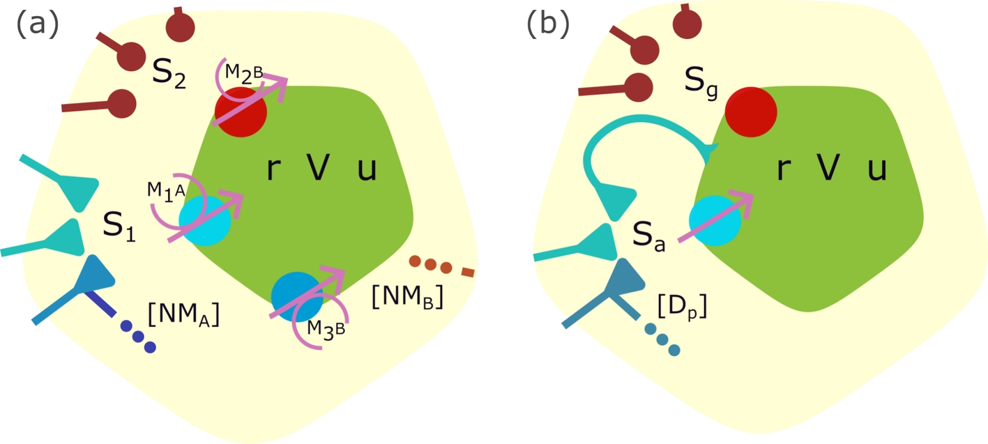 A next generation neural mass model with neuromodulation