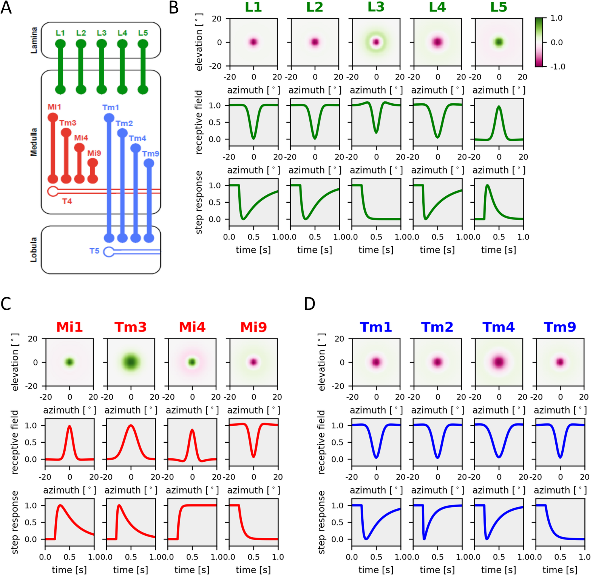 Differential temporal filtering in the fly optic lobe