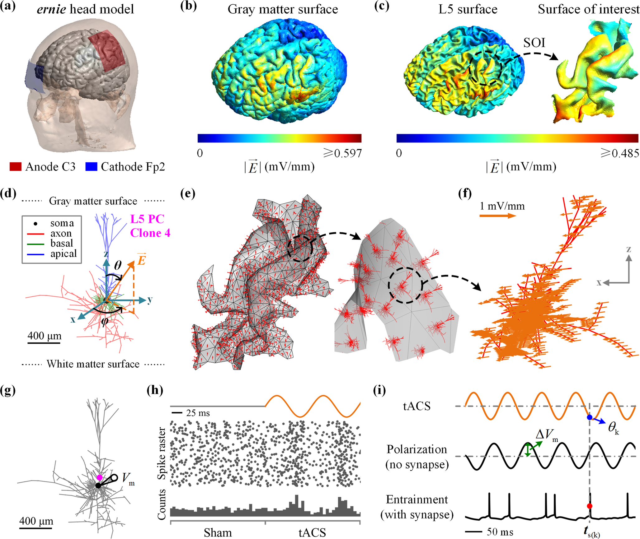 Multi-scale model of neural entrainment by transcranial alternating current stimulation in realistic cortical anatomy