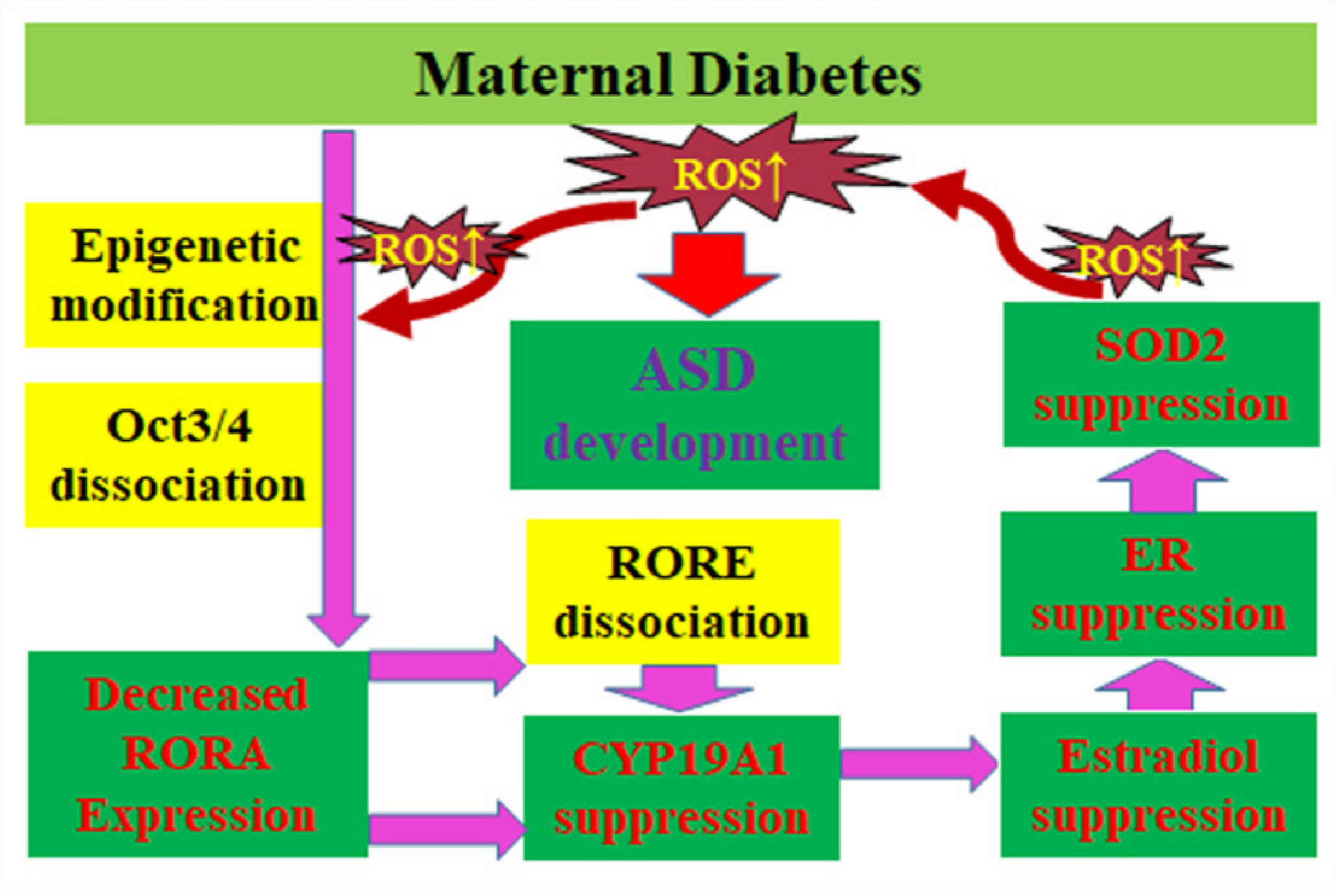 Advancing understanding of the mechanisms of autism spectrum disorder through perinatal risk factors