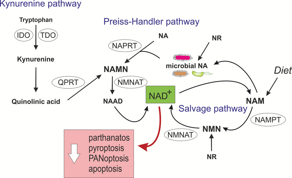 Shaping death: how the microbiome regulates tumour cell demise and therapy response