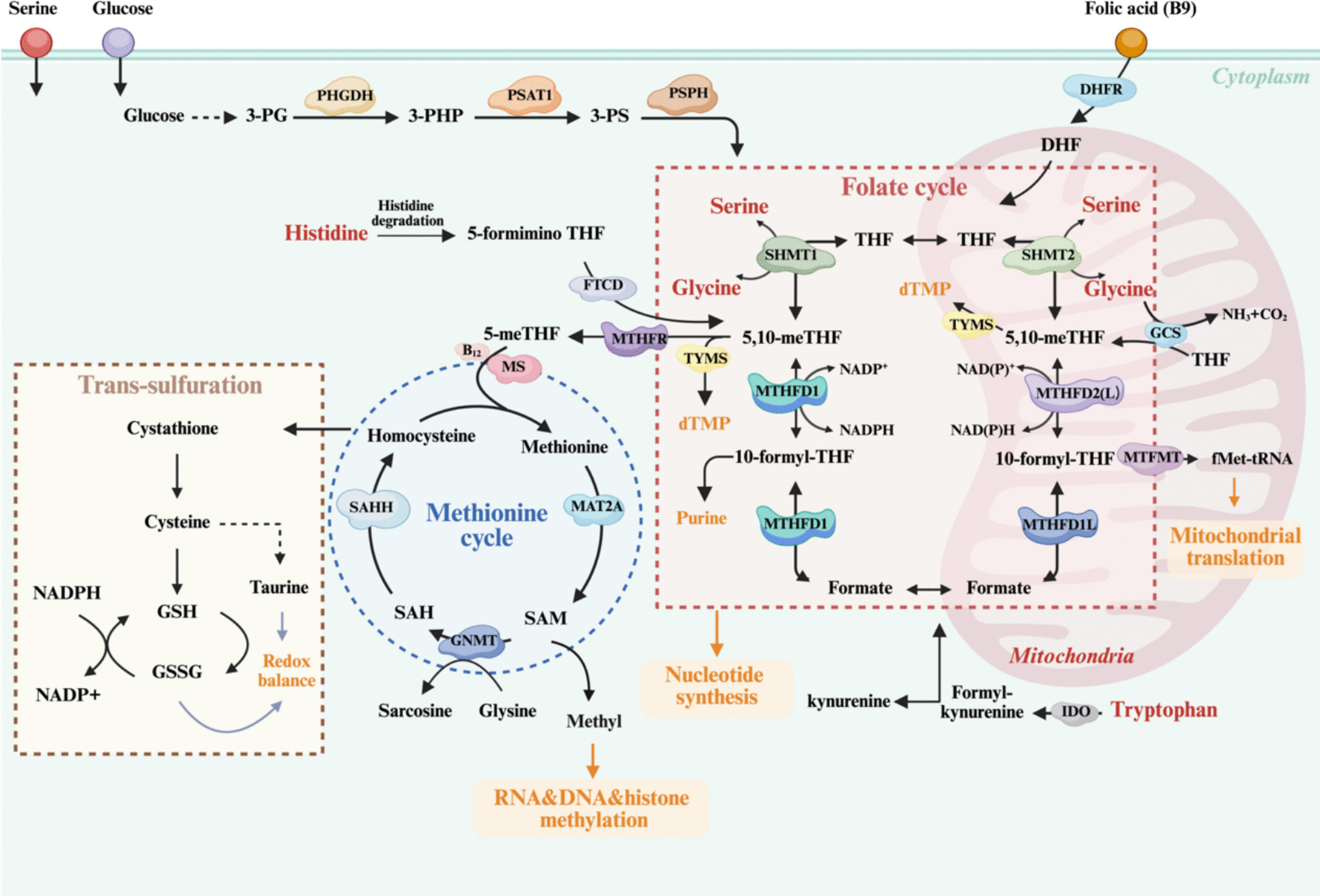One-carbon metabolism in cancer: moonlighting functions of metabolic enzymes and anti-tumor therapy