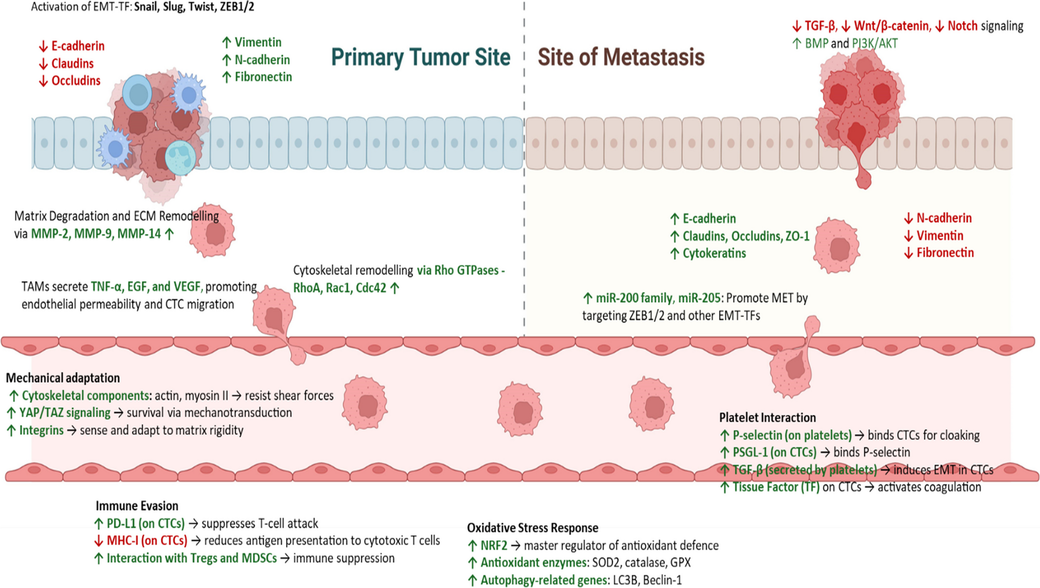 Circulating tumour cells and circulating tumour DNA in head and neck cancer: from molecular insights to clinical impact