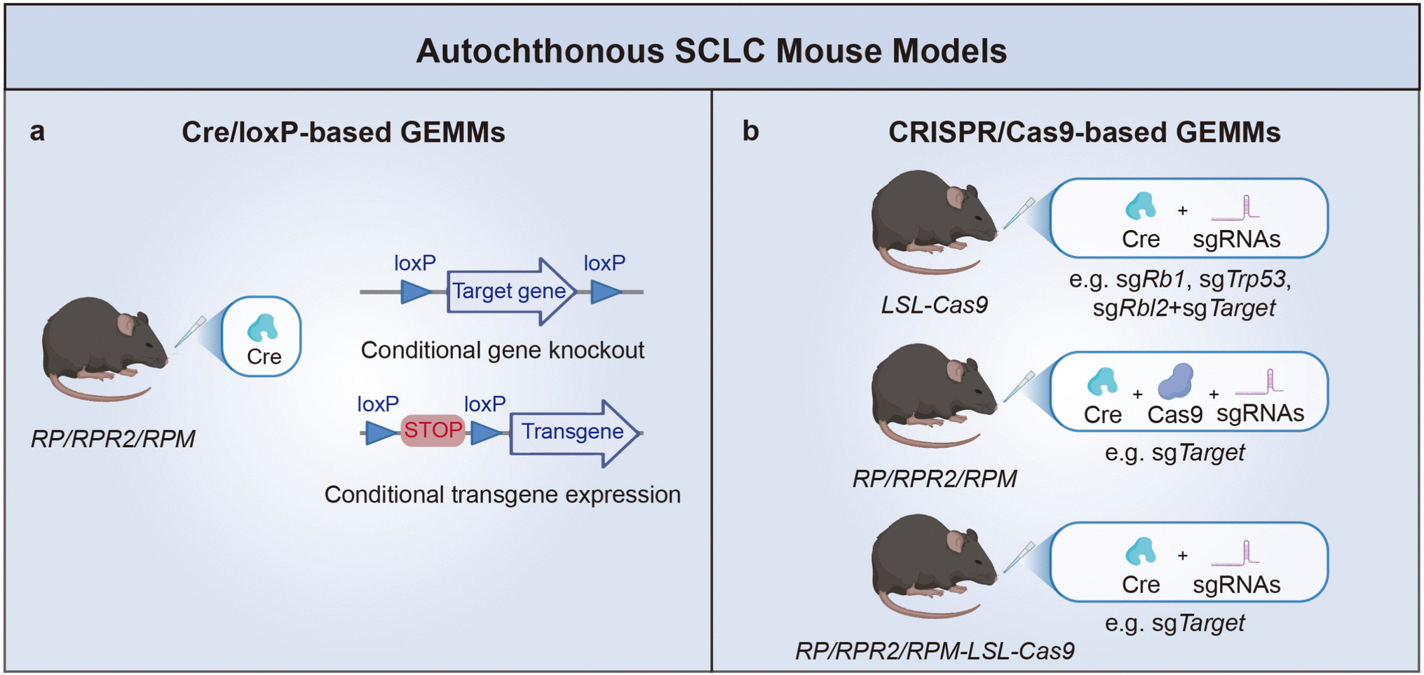 Advancing small cell lung cancer metastasis research: innovations in preclinical mouse models