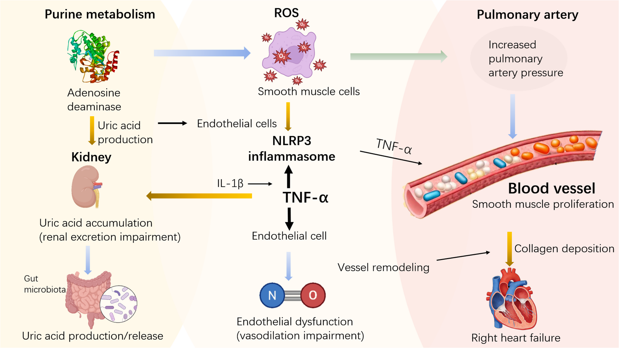 Hyperuricemia and Hypoxic Pulmonary Hypertension: Pathogenic Links, Clinical Evidence, and Emerging Therapeutic Insights