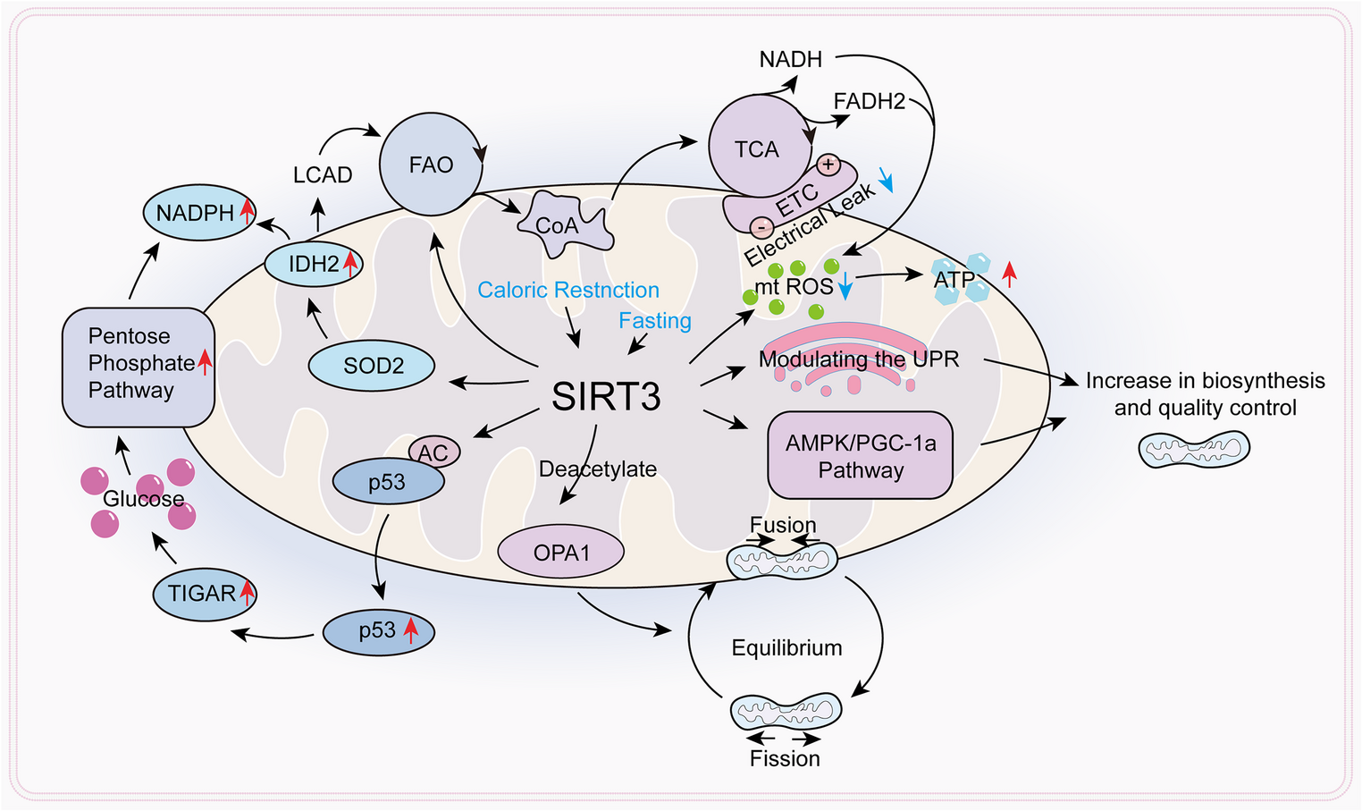Targeting SIRT3 in Diabetic Cardiomyopathy: Mechanism-Based Therapeutic Strategies
