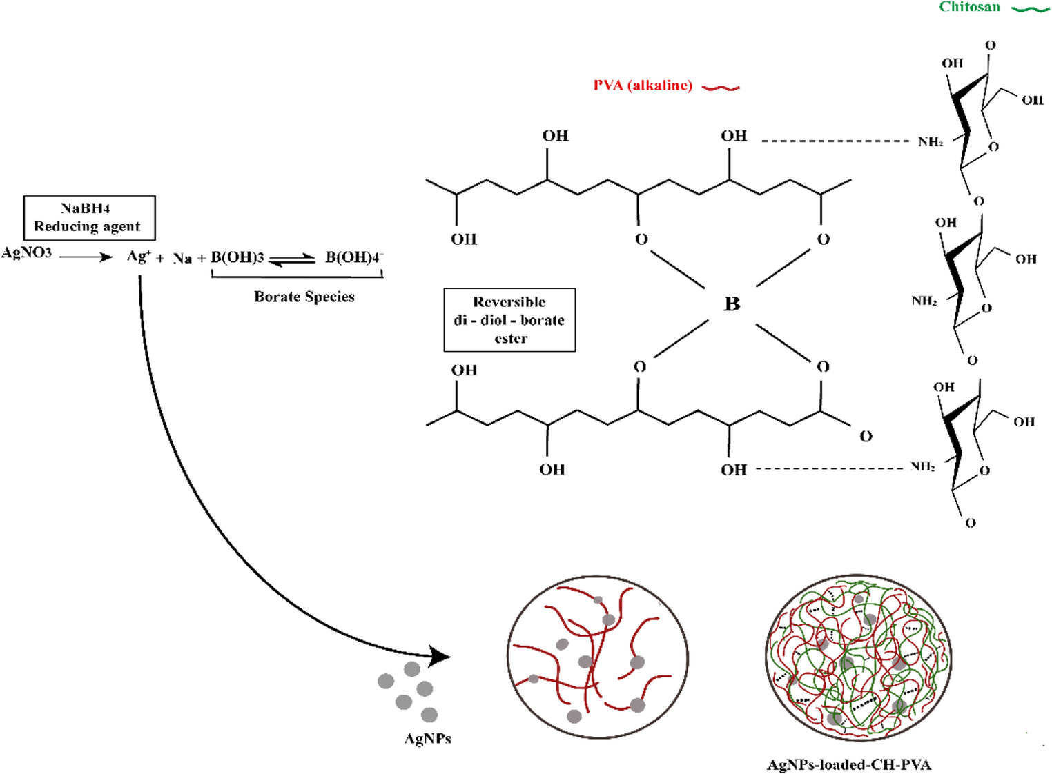 Evaluation of Dual Effect of Sodium Borohydride (NaBH) as a Reducing and Crosslinking Agent for Development of Novel Silver Nanoparticles (AgNPs) Loaded Chitosan-Poly (Vinyl Alcohol) (CS-PVA) Hydrogels for Wound Healing Activity