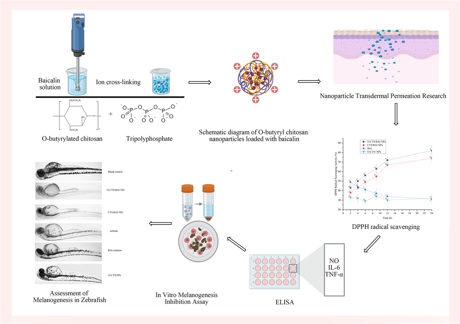 O-Butyryl Chitosan Nanoparticles Enhance Baicalin Efficacy: A Study on Transdermal Penetration, Antioxidant, Anti-inflammatory, and Melanogenesis-Inhibiting Activities