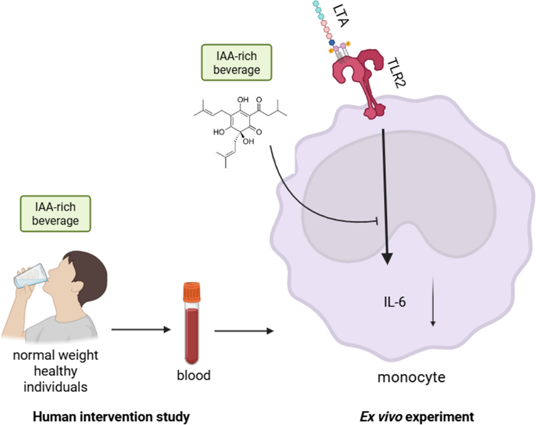 A single oral dose of an iso-alpha acids rich hop extract dampens the lipoteichoic acid mediated immune response of monocytes in healthy individuals
