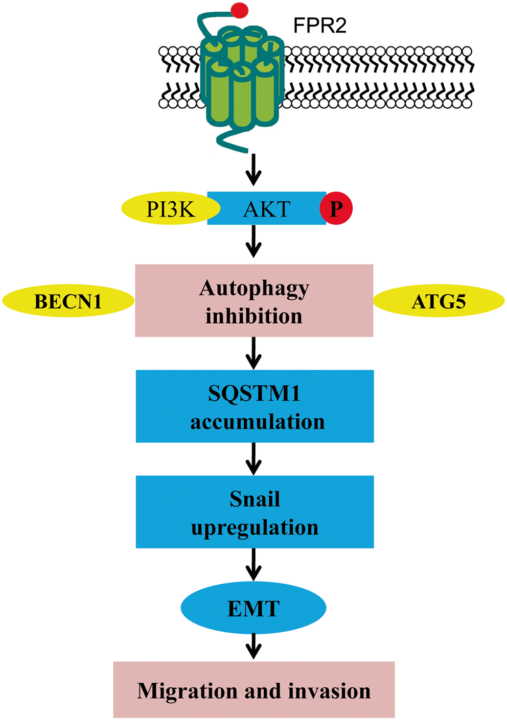 Formyl Peptide Receptor-2-Suppressed Autophagy Promotes the Migration and Invasion of Human Glioblastoma Cells Through PI3K/Akt Signaling