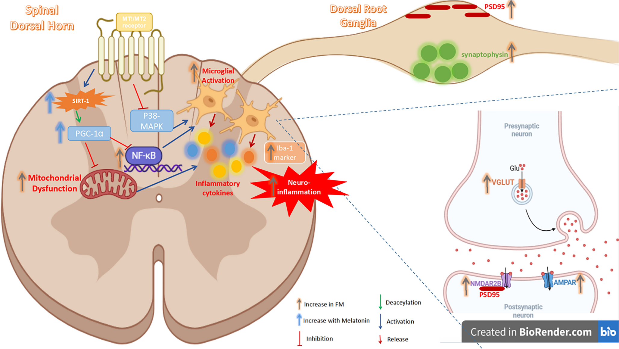 Melatonin Mitigates Central Sensitization and Nociplastic Pain in Spinal Cord and Dorsal Root Ganglia of FM Rat Model: Modulation of SIRT1/PGC-1α/MAPK/NF-κB Signaling