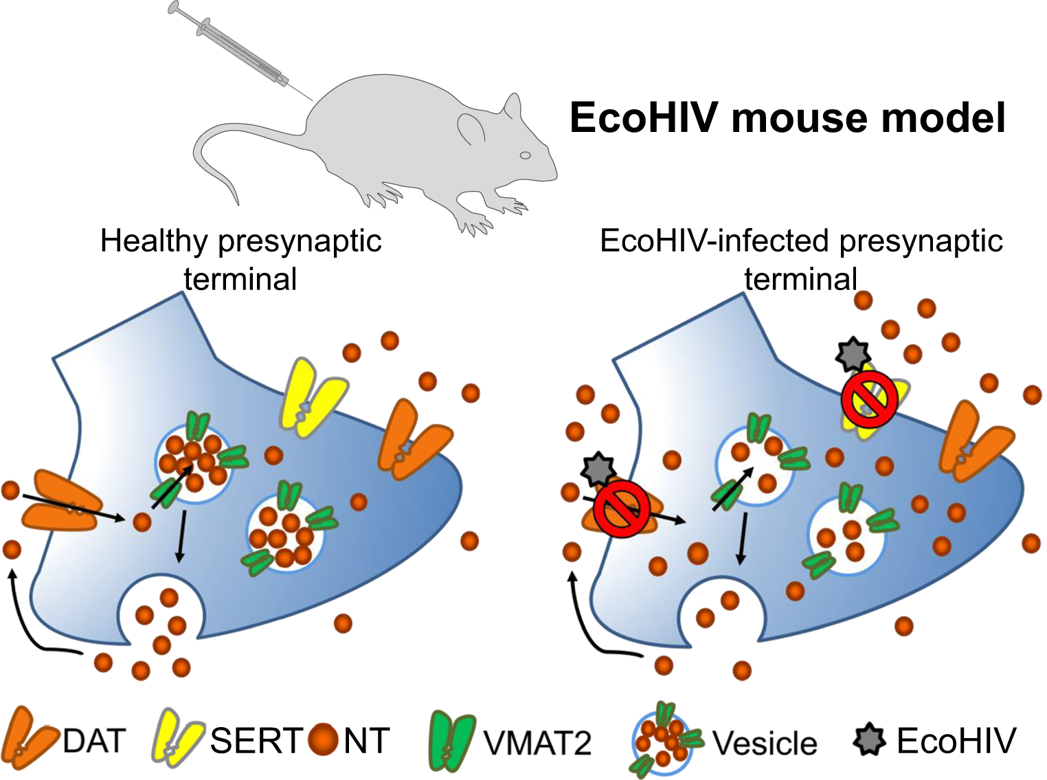 EcoHIV Infection Disrupts Dopamine and Serotonin Transporter Function, Altering Release Dynamics in C57BL/6J Mice
