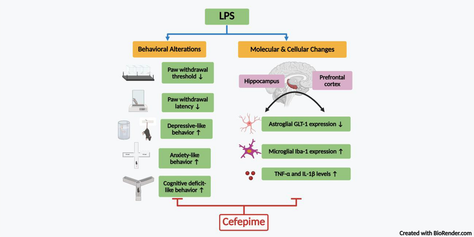 Beta-lactam Antibiotic Cefepime Attenuates Lipopolysaccharide-induced Pain and Depression By Modulating Inflammatory Response and Astroglial Glutamate Transporter in Mice