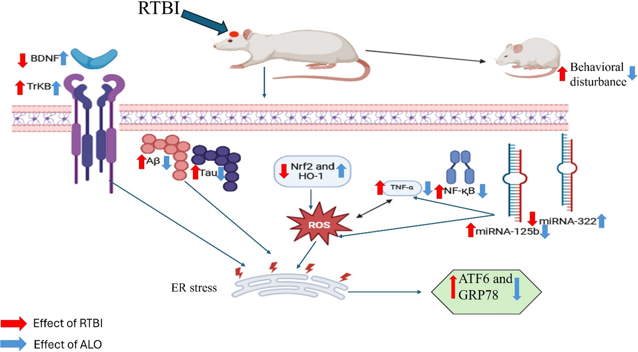 Repositioning of Alogliptin to Mitigate Secondary Injury Induced by Repetitive TBI: Potential Role of its Antioxidant and Anti- Inflammatory Effects