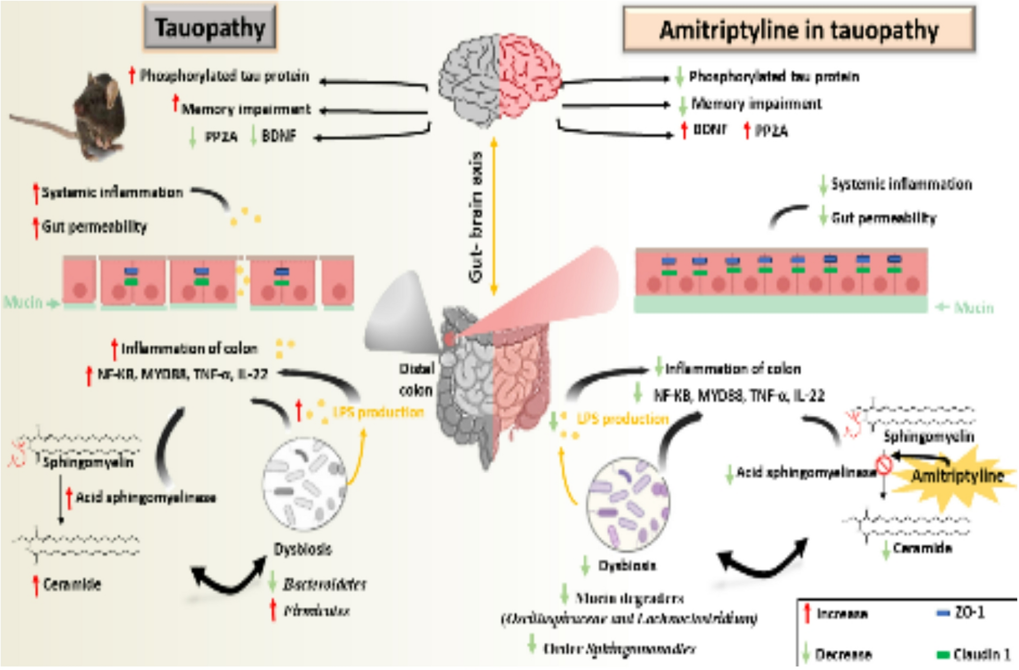 Gut Microbiome–Sphingolipid Metabolism–Brain Axis Interactions: Neuroprotective Effects of Amitriptyline as Functional Inhibitor of Acid Sphingomyelinase in a Mouse Model of Tauopathy