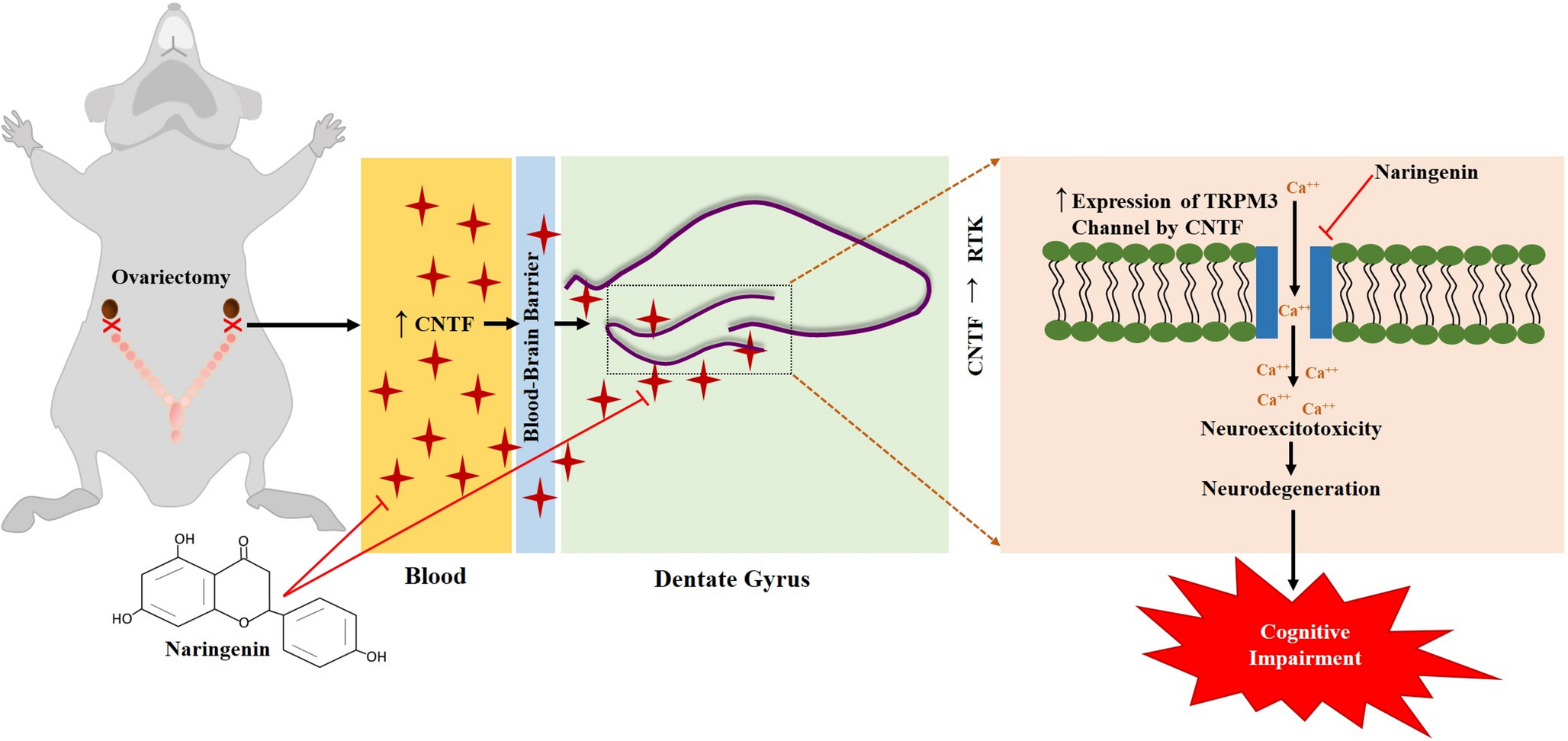 Modulation of Cognitive Function by TRPM3 Channels in the Dentate Gyrus of a Menopausal Rat Model: Effects of Naringenin Treatment and Ciliary Neurotrophic Factor