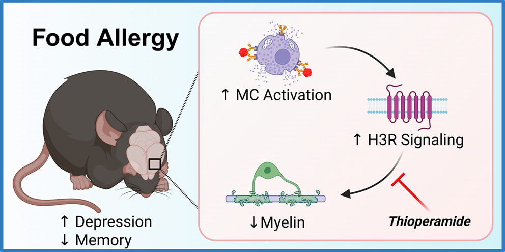 Histamine H3 Receptor Antagonist, Thioperamide, Improves Behavioral and Neuropathological Changes Associated with Subclinical Hypersensitivity to a Cow’s Milk Allergen