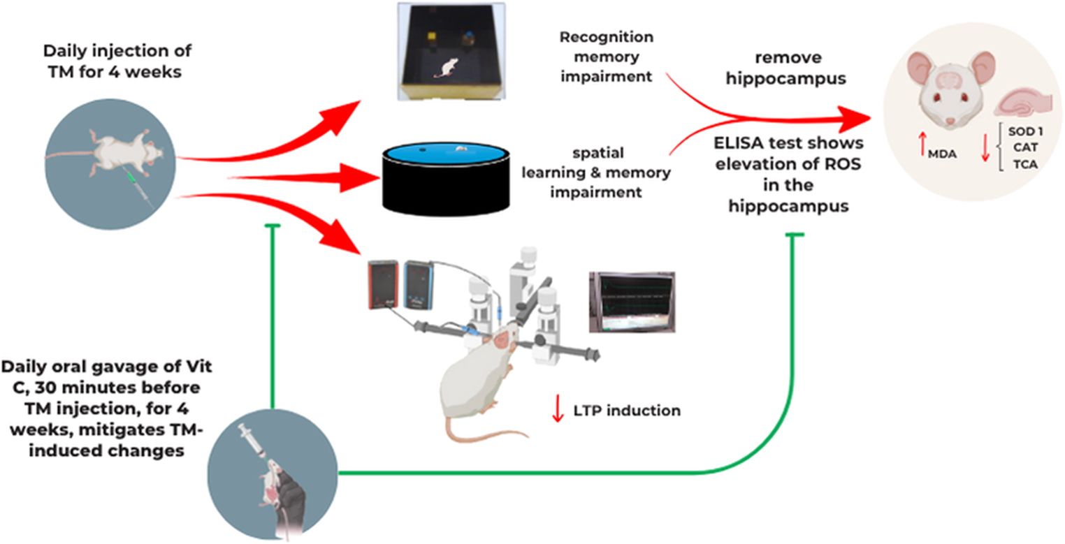 Ameliorative Effect of Vitamin C Against Tramadol-Induced Learning and Memory Impairment in Juvenile Rat Via Attenuation of Oxidative Stress and Dysfunctional Synaptic Plasticity