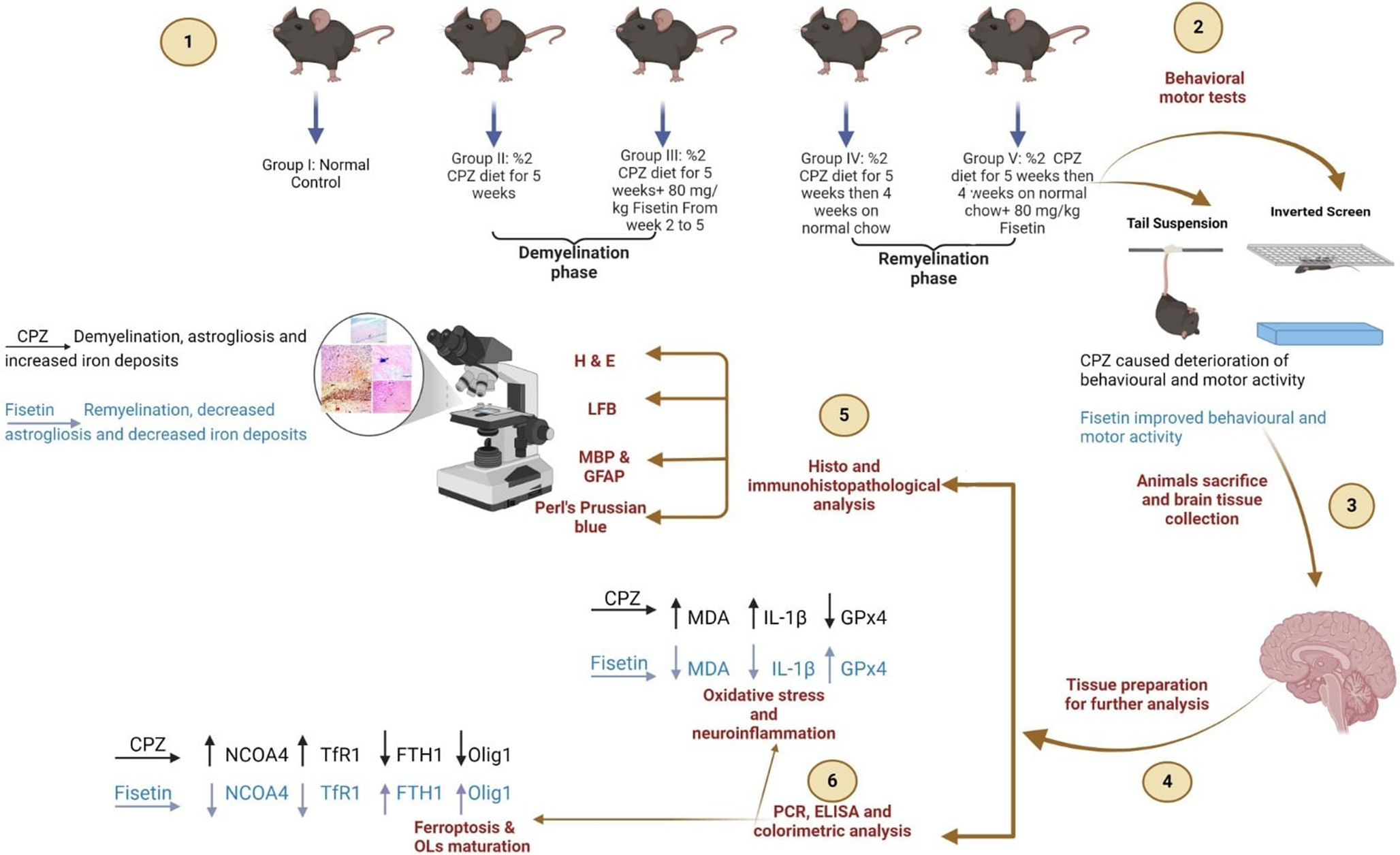 Fisetin Mitigates Ferroptosis and Promotes Remyelination in a Cuprizone Model of Multiple Sclerosis