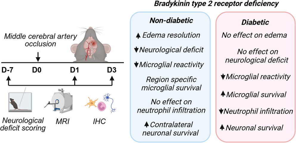Bradykinin Type 2 Receptor Deficiency Reshapes Acute Neuroinflammation and Improves Cell Survival after Ischemic Stroke in Diabetic Mice